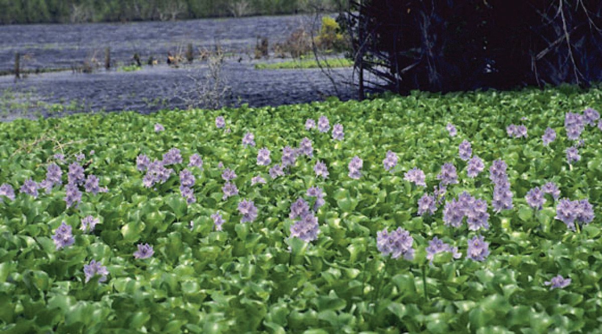 Water hyacinth are an invasive plant.